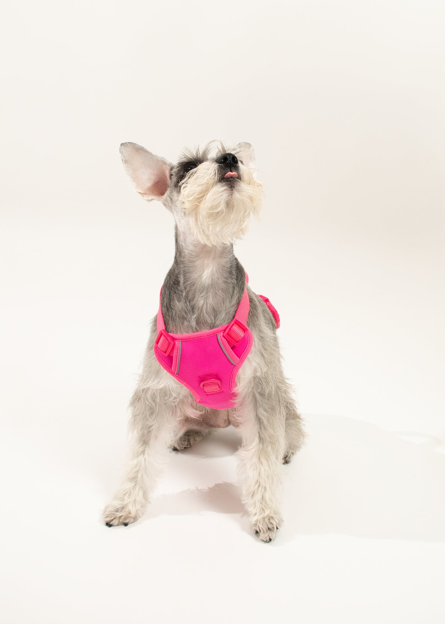 Harness - Fucsia