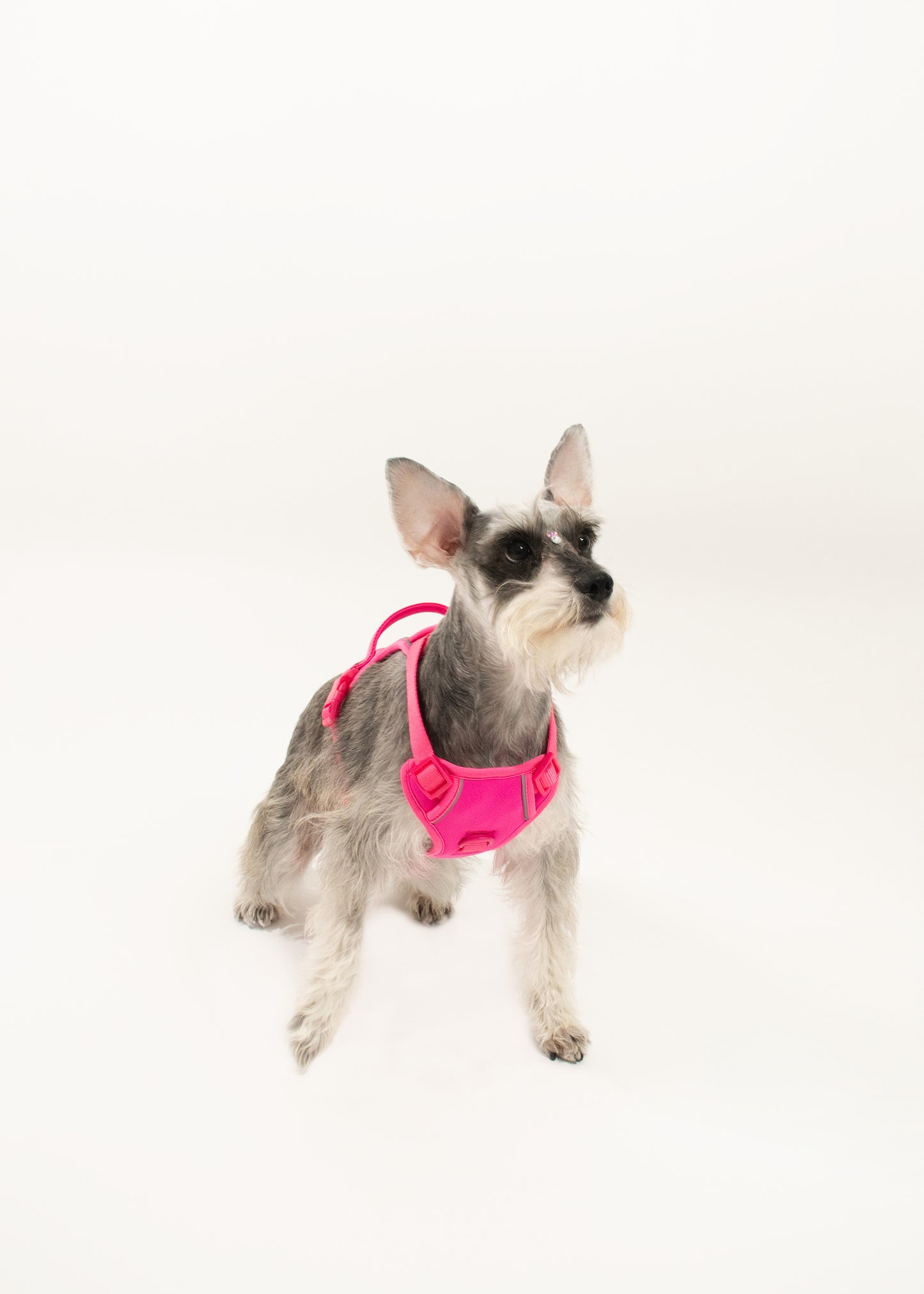 Harness - Fucsia