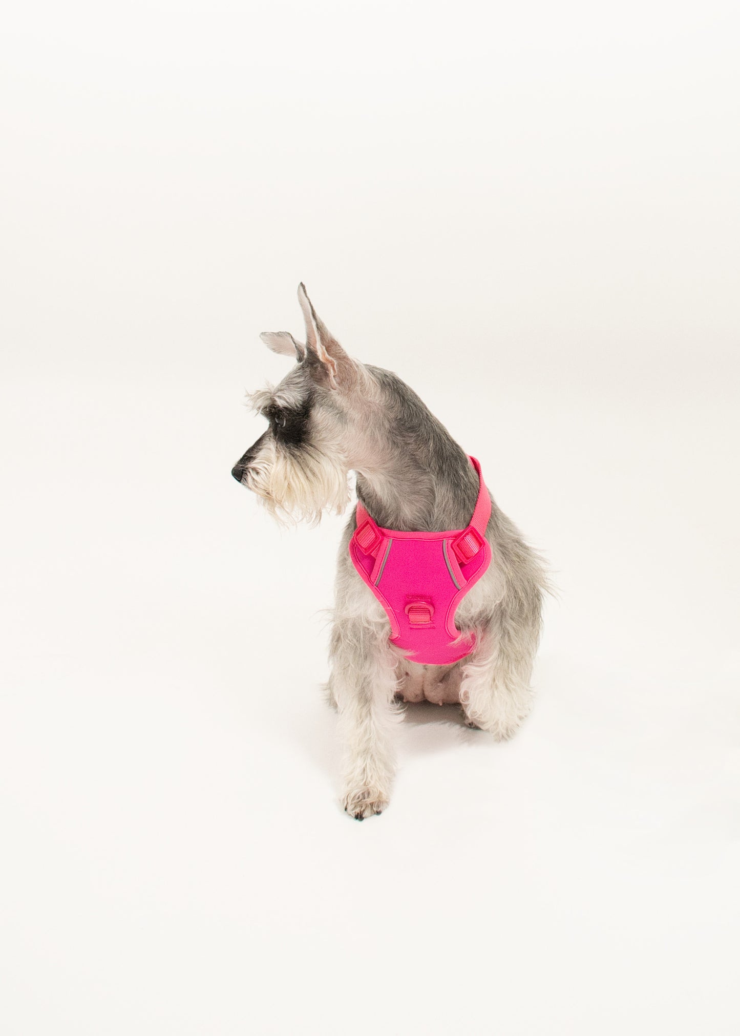 Harness - Fucsia