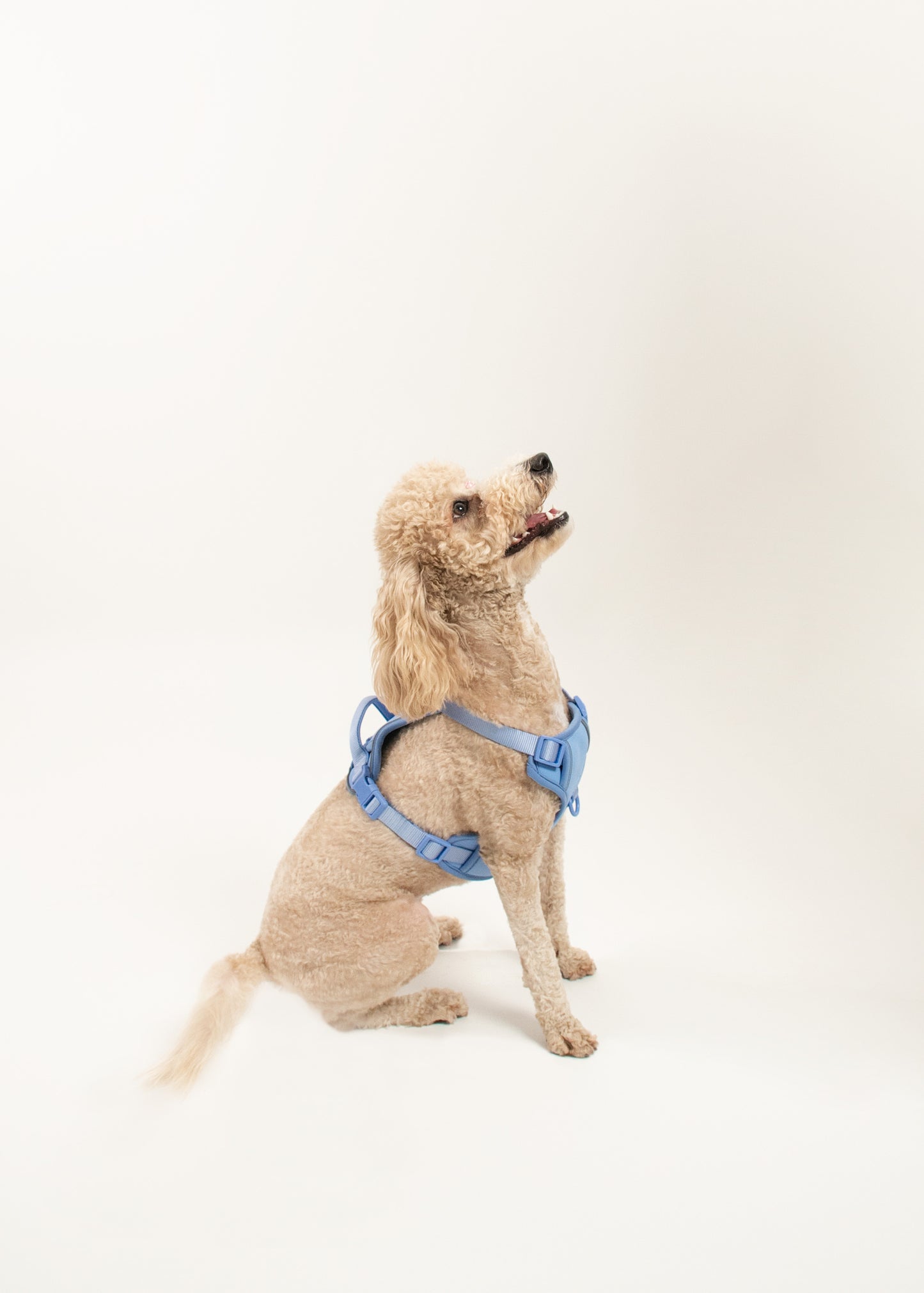 Harness - Celeste
