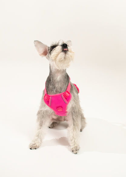 Harness - Fucsia