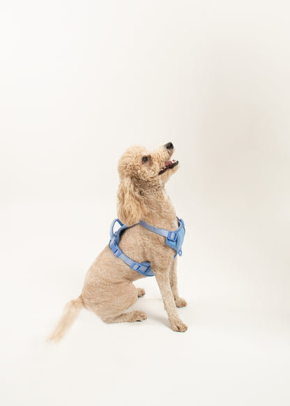 Harness - Celeste