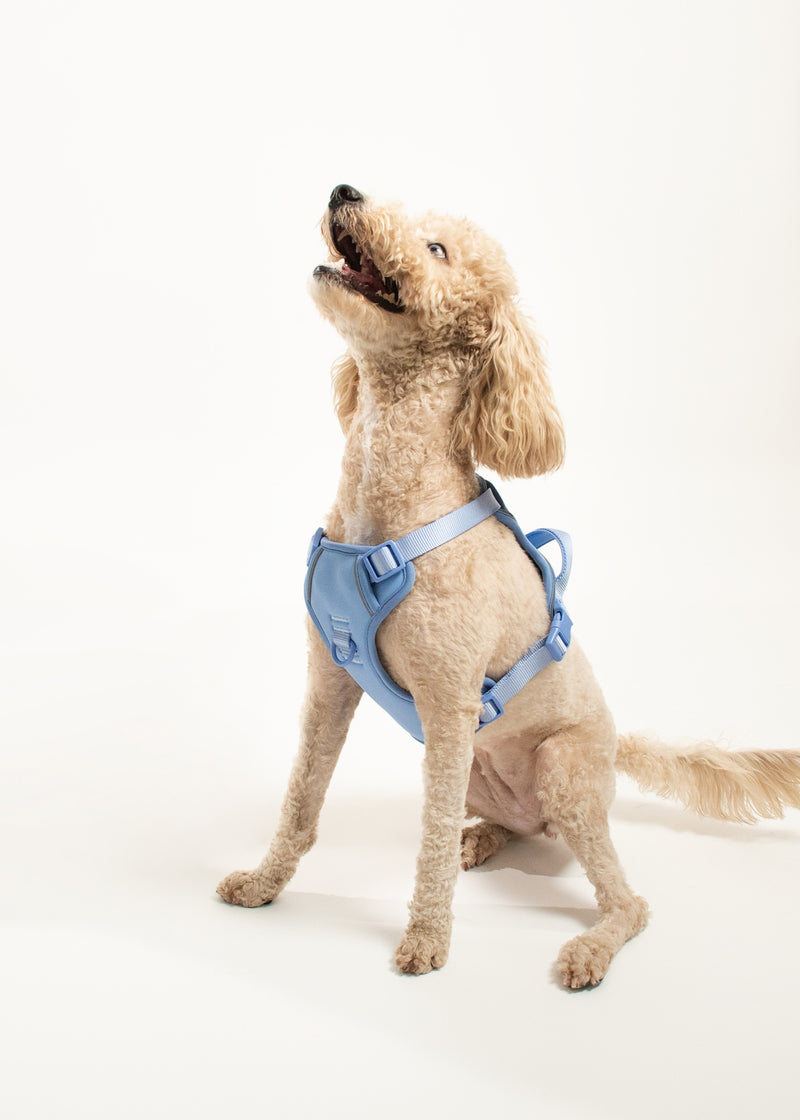 Harness Wauwao